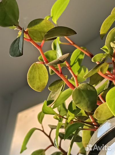 Продам цветы комнатные