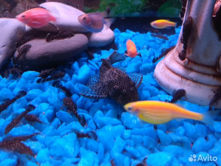 Сомики анциструсы