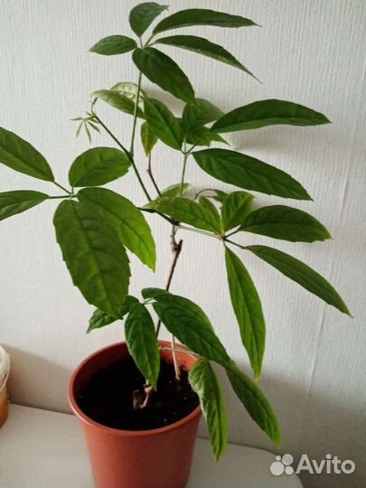 Комнатные растения