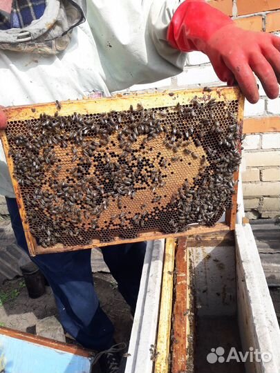 Продаю пчело семьи карпатка