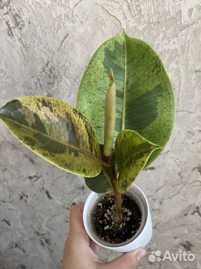 Фикусы Эластика Шривериана, Робуста