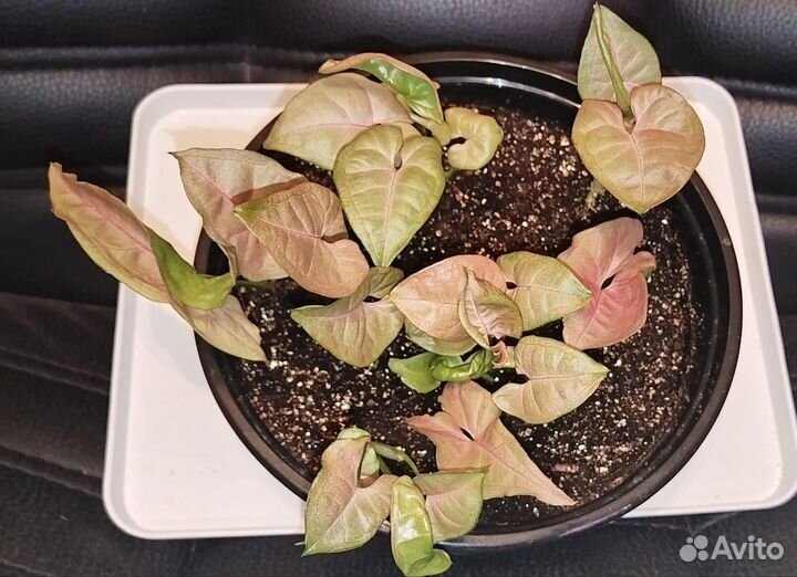 Сингониум neon pink