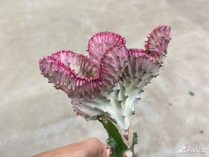 Эуфорбия кристата