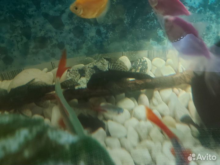 Сомики анцитрусы