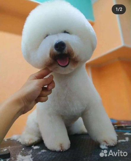 Стрижка собак и кошек