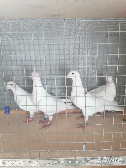 Продам голубей спортивных