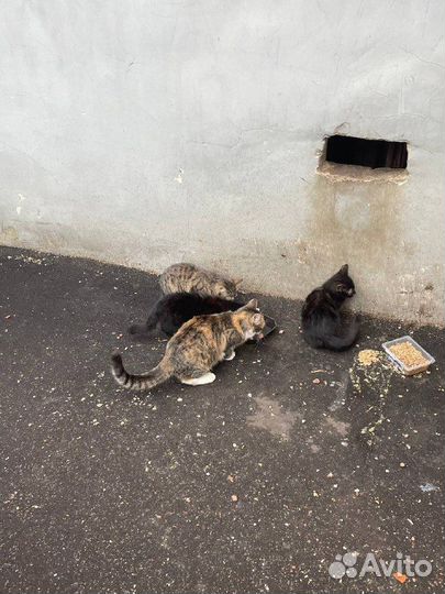 Бездомные котята на Красносельской