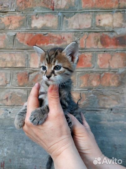 Котенок в добрые руки