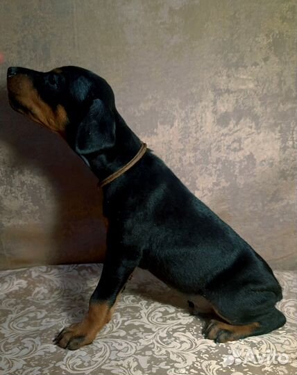 Добермашки