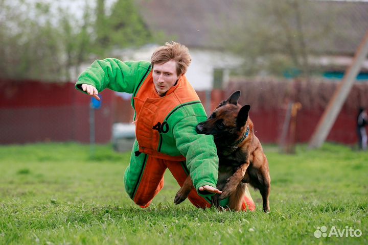 Щенки бельгийской овчарки малинуа