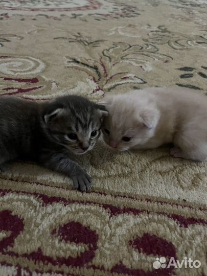 Шотладские котята