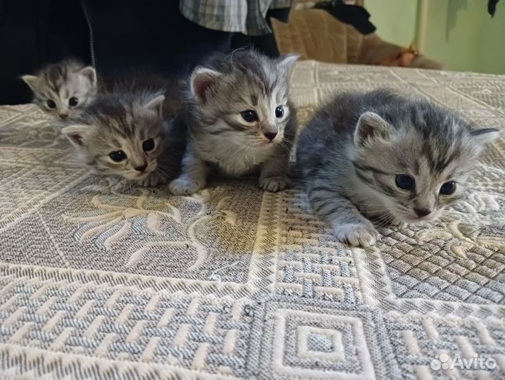 Бенгальские котята