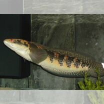 змееголов - Домашние и сельскохозяйственные животные: купить