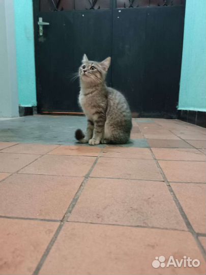 Котенок в дар бесплатно