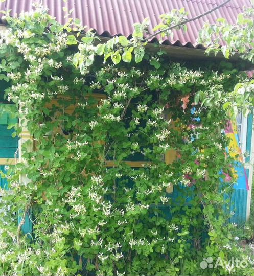 Жимолость каприфоль, черенки