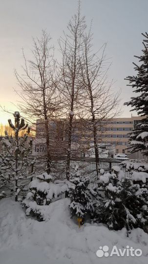 Саженцы лиственницы. Лиственница сибирская 3-4 м