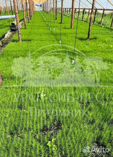 Сеянцы на лесовосстановление Ель Голубая зкс