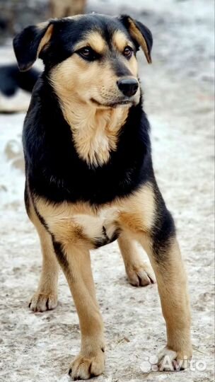 Ной молодой парнишка ищет дом