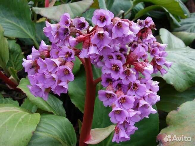 Бадан (Бергения) Слоновьи уши