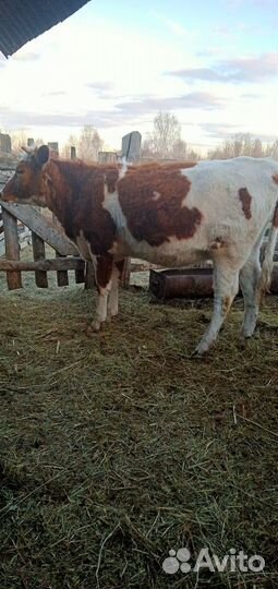 Продам тёлку