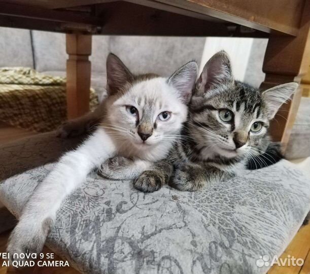 Кошка в дар бесплатно