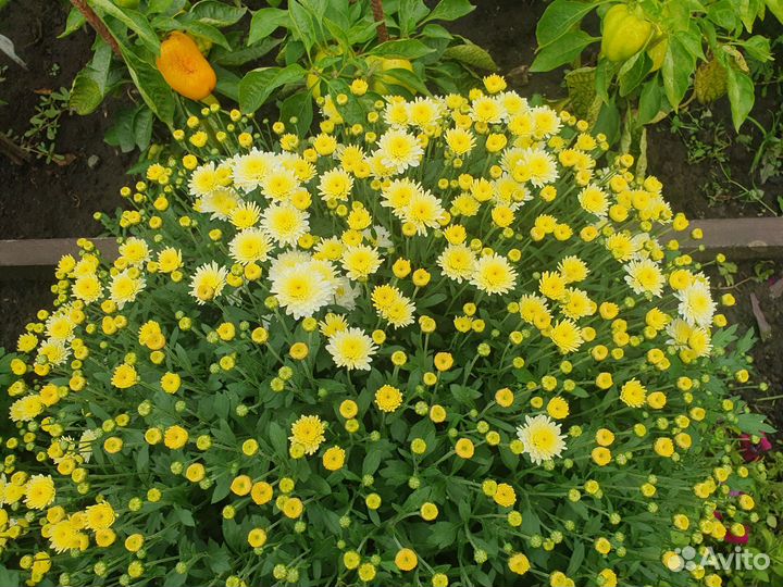 Хризантемы мультифлора