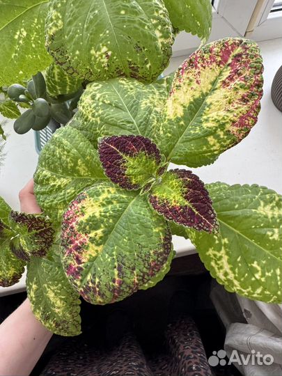 Колеус Аватар