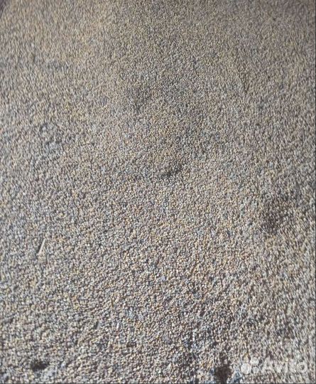 Горох, Подсолнечник на корм