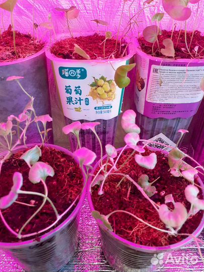 Дихондра серебристая и изумрудный поток,продам