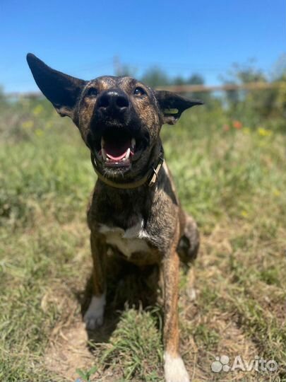 Собака в добрые руки