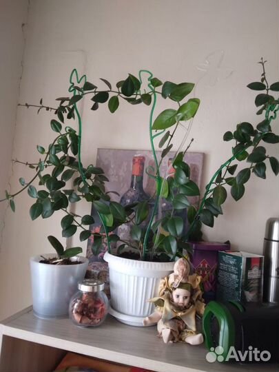 Эсхинантус мона лиза, взрослое растение