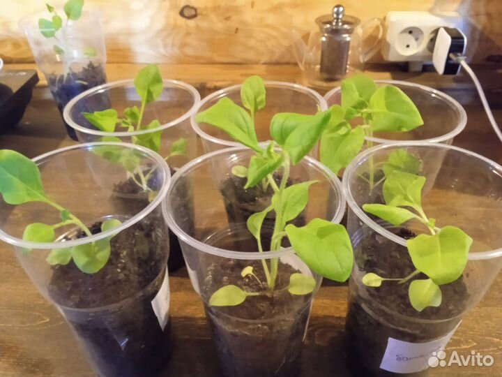 Рассада петунии балконной