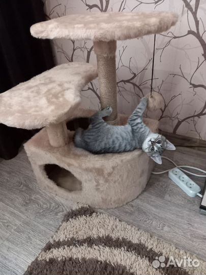 Котята