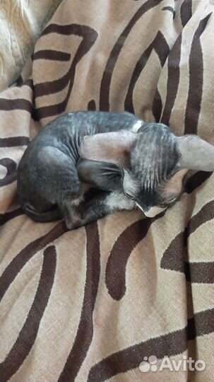 Продам кошечку донской сфинкс