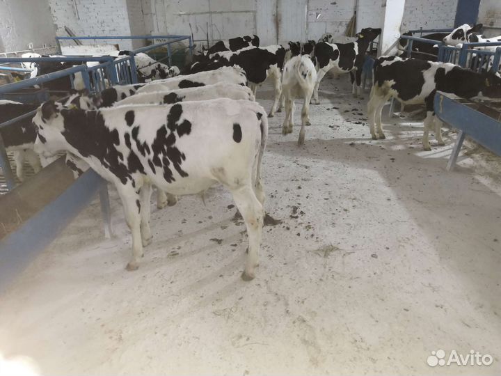 Телята. С собственной фермы