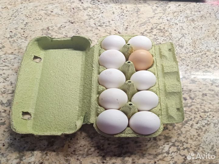 Домашние куриные яйца
