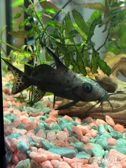 Сом синодонтис