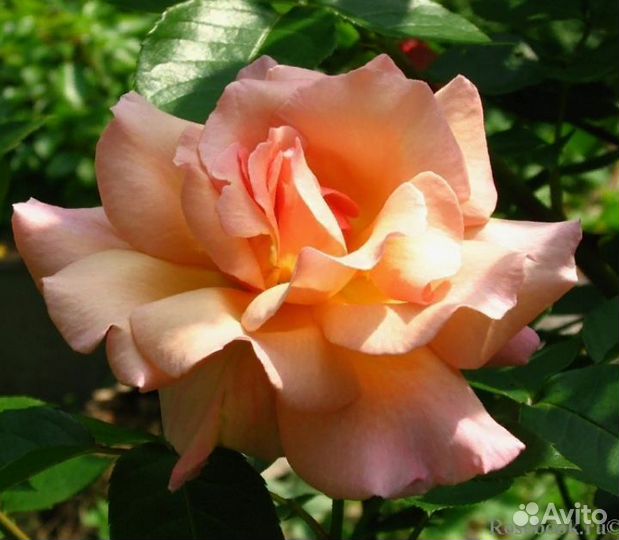 Компэшн очень ароматная плетистая роза