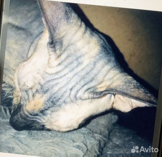 Кошка сфинкс бесплатно
