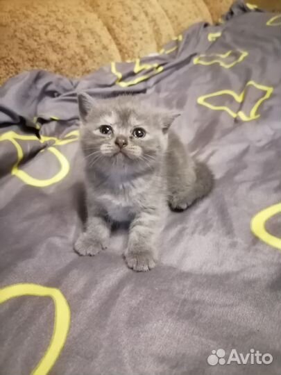 Британские котята