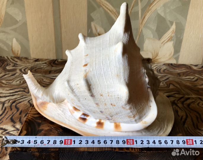 Большая, коллекционная морская ракушка Cassis Corn