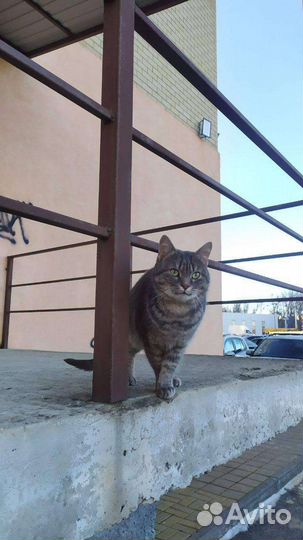 Отдам кота в добрые руки