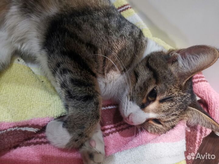 Кошка в дар