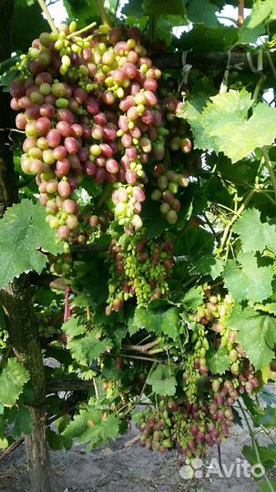 Виноград