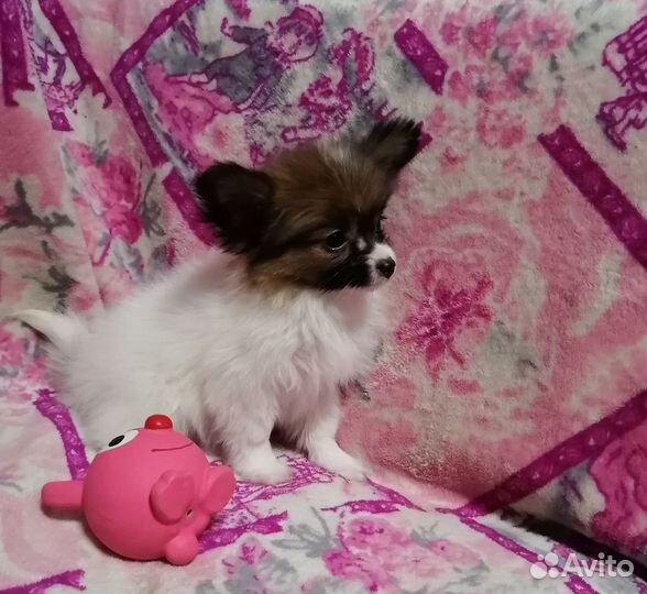 Папийон Девочки щенки