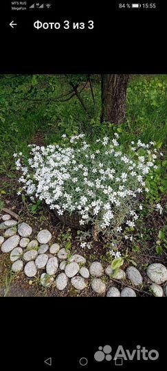 Ясколка войлочная серебристая