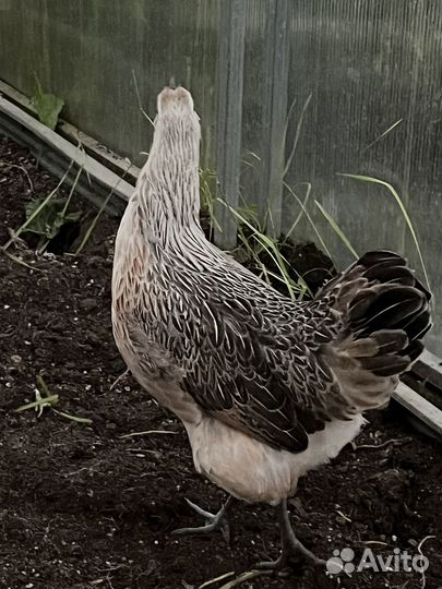 Лакеданзи (семья) 5мес