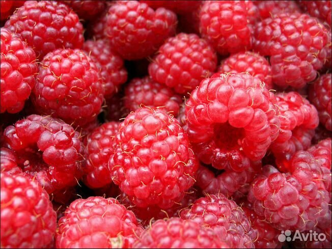 Саженцы малины