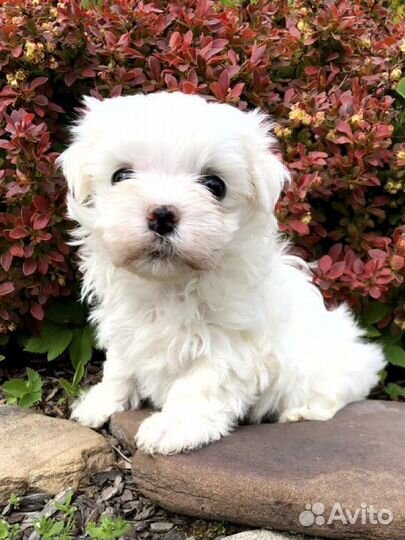 Мальчик мальтезе