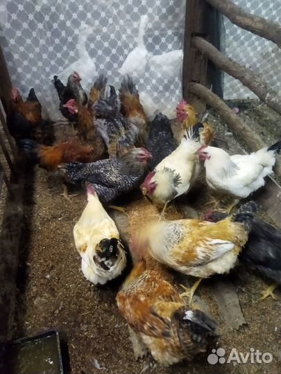 Молодые петухи